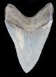 Megalodon Tooth - Collector Quality #37392-2
